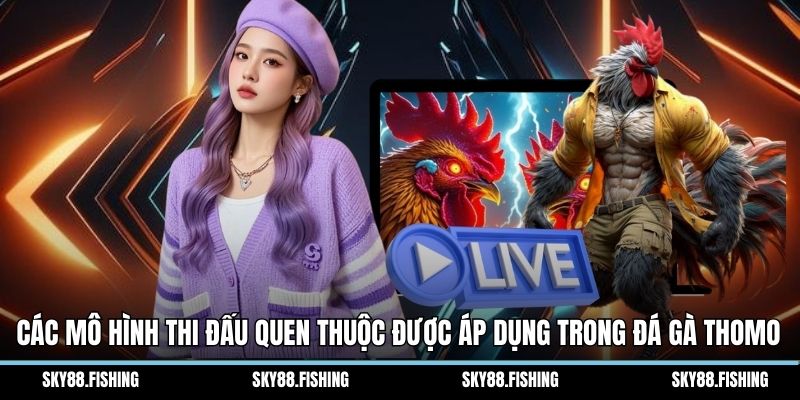 Các mô hình thi đấu quen thuộc được áp dụng trong đá gà Thomo